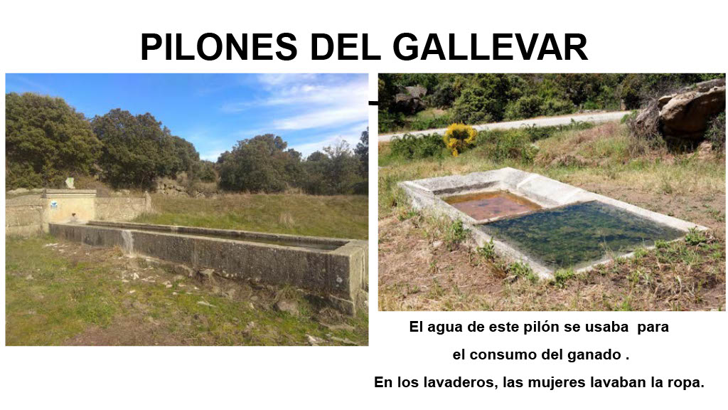 gallevar